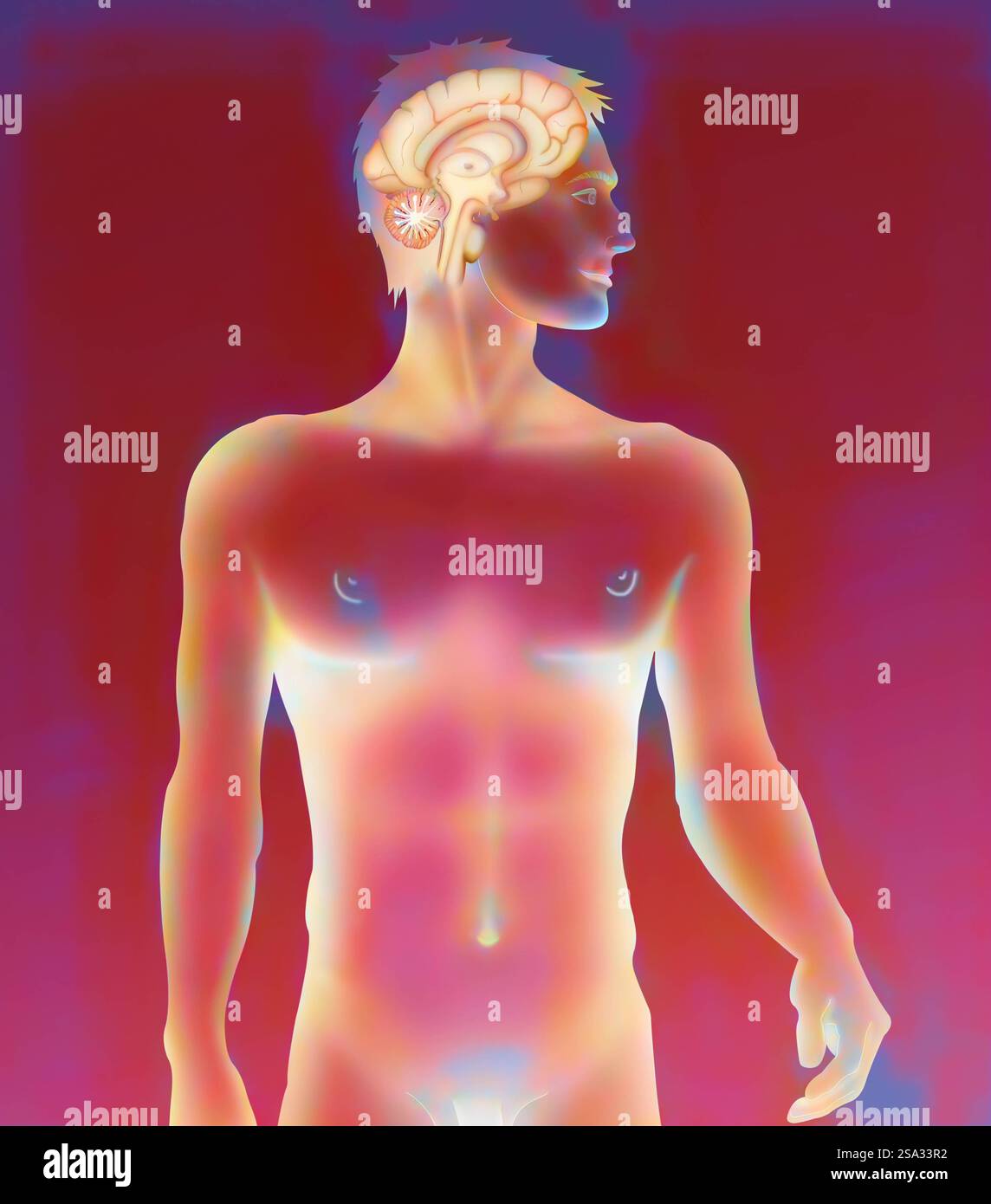 Brain drawing Brain drawing 016889 001 Stock Photo Alamy