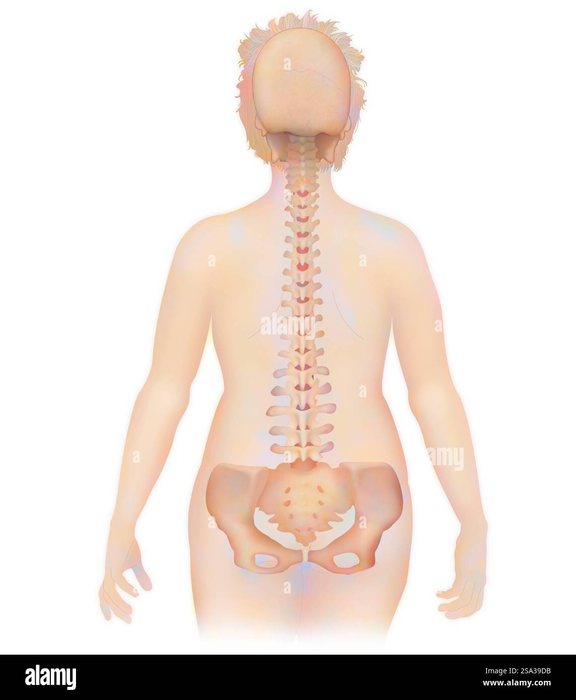 Spinal cord visual data 4