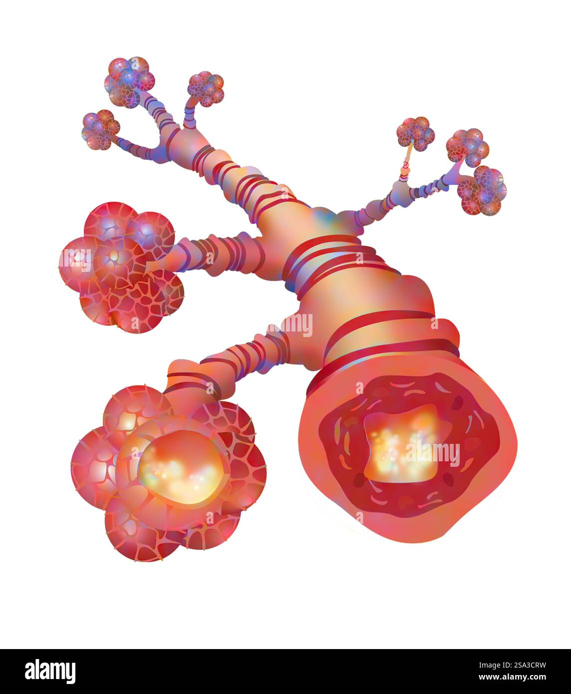 Asthma drawing Asthma drawing 016889 257 Stock Photo Alamy