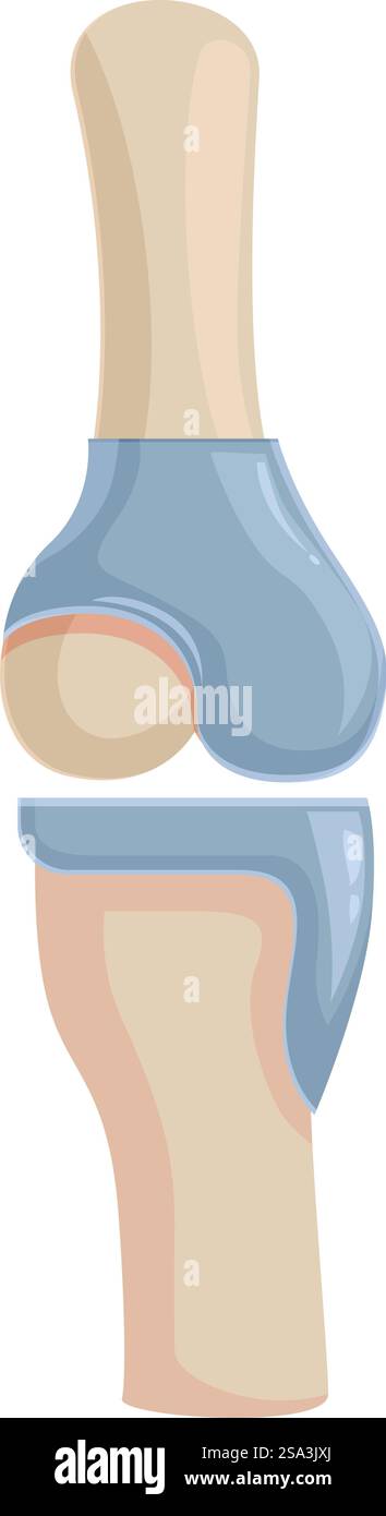 Knee Bone Graphics Vector graphic of a human knee joint, showcasing bones and cartilage ...