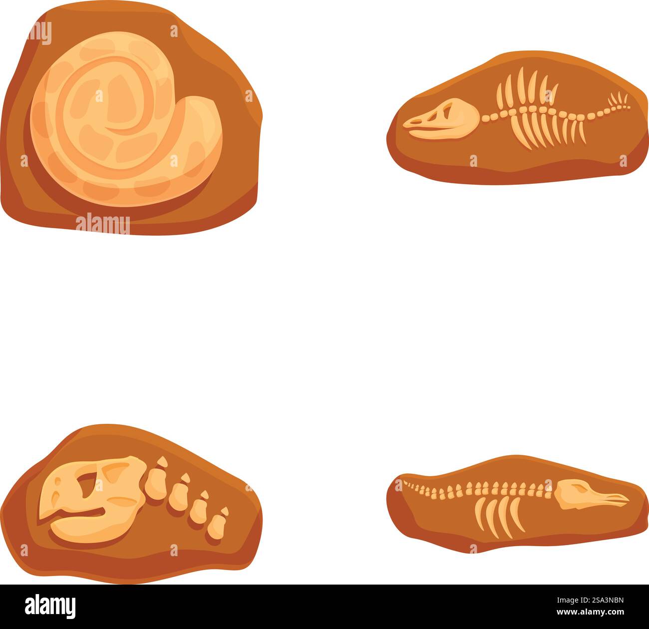 Fossil Shell Cartoon World history museum exhibit Stock Vector Images - Alamy