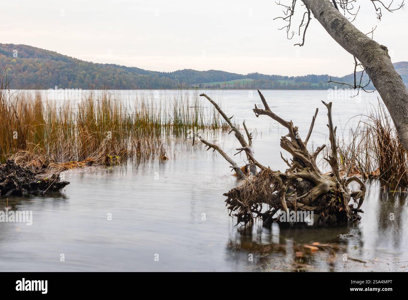Withered tree in water reed hi-res stock photography and images - Alamy