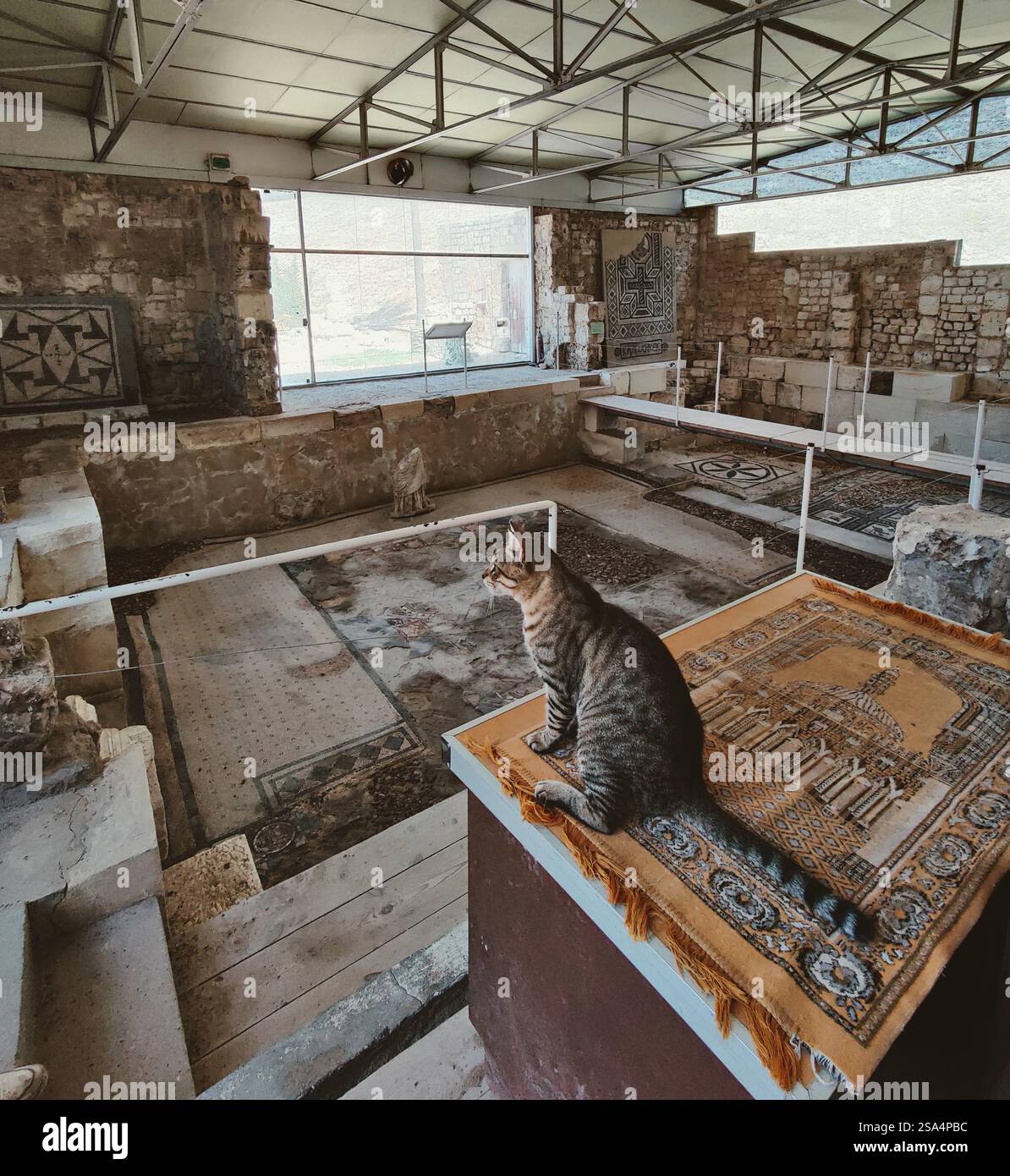A curious cat watches over ancient mosaics at the Kom el-Dikka site, blending history with feline charm. - Smartphone Captured Stock Image