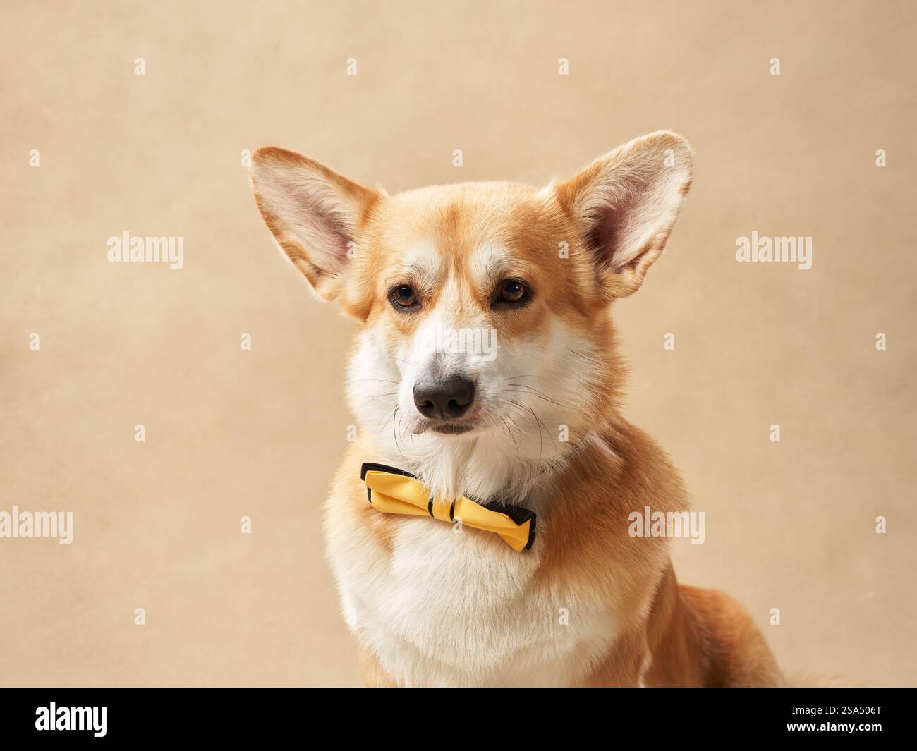 A Corgi wearing a yellow bow tie sits calmly on a beige background, appearing relaxed and composed. Stock Photo