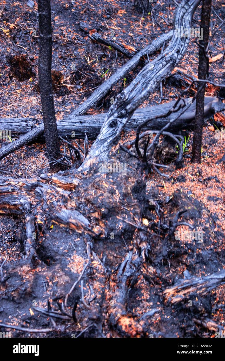 A forest fire has burned down a large area of trees. The ground is ...