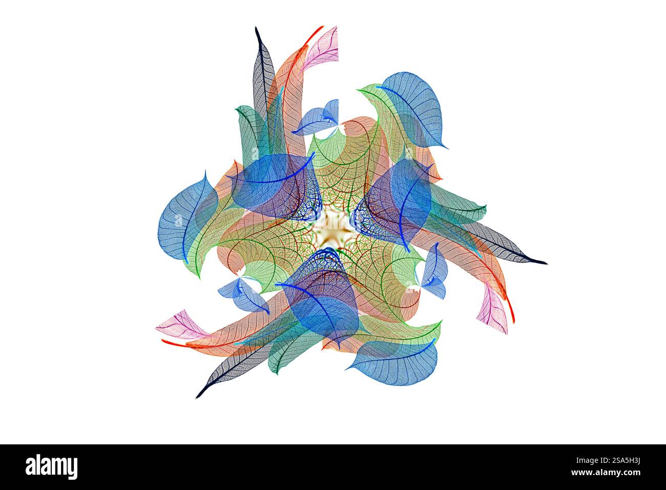 Multi-colored skeleton leaves arranged on white background Stock Photo
