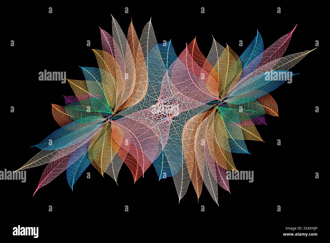 Multi-colored skeleton leaves arranged on black background Stock Photo