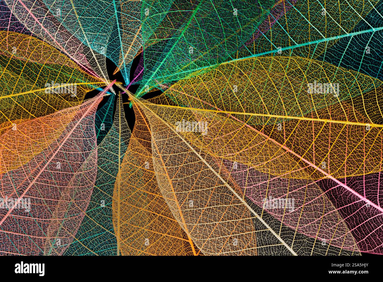 Multi-colored skeleton leaves arranged in radial pattern Stock Photo