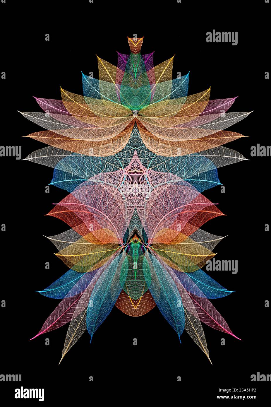 Multi-colored skeleton leaves arranged on black background Stock Photo