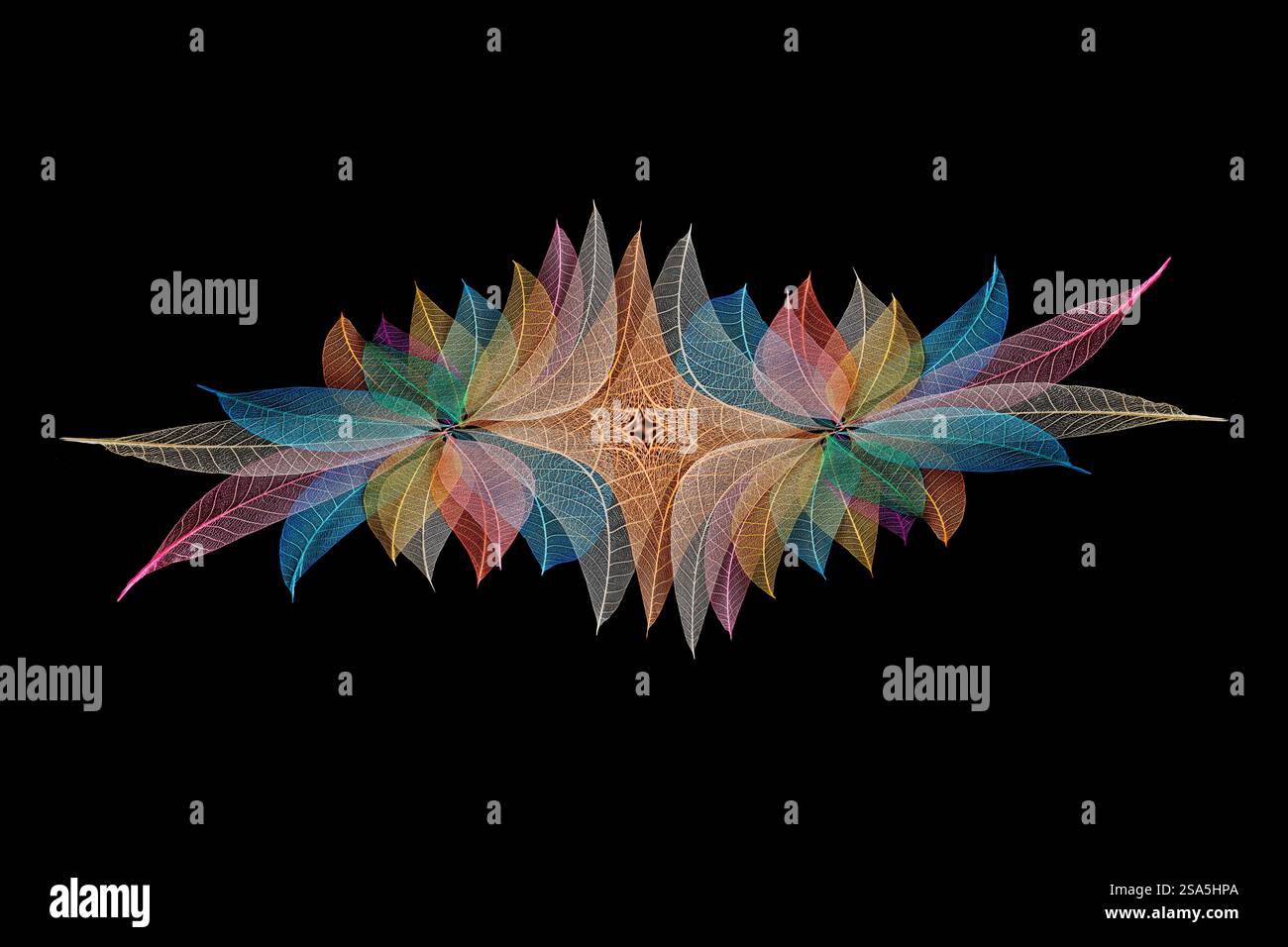 Multi-colored skeleton leaves arranged on black background Stock Photo