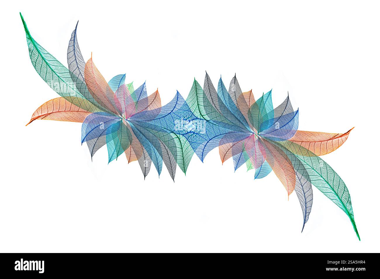 Multi-colored skeleton leaves arranged on white background Stock Photo