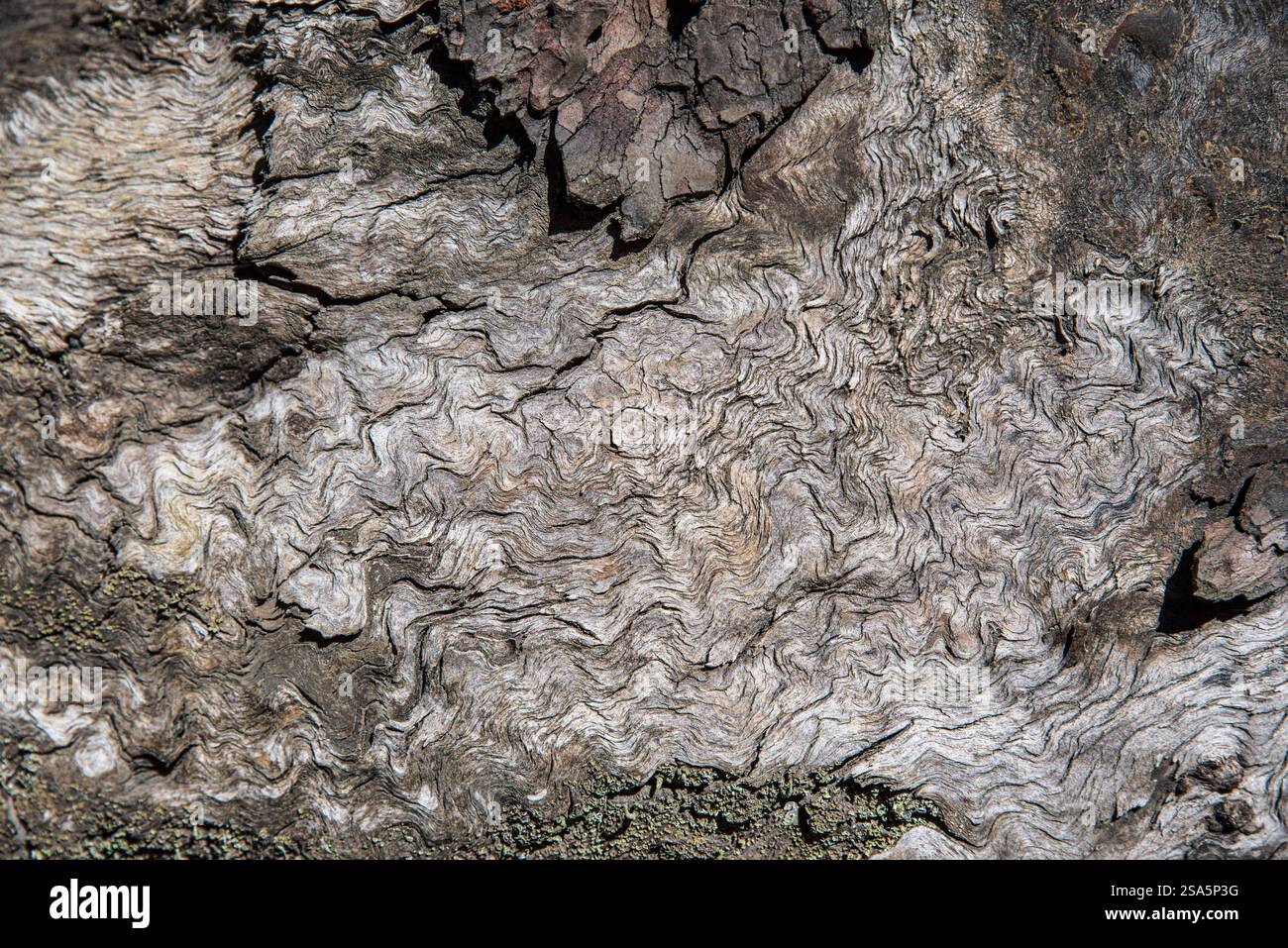Texture of an old tree trunk Stock Photo
