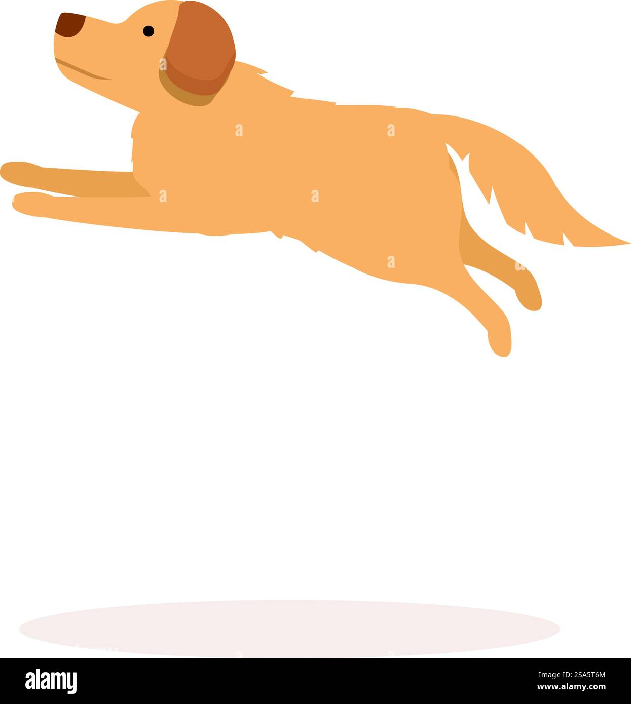 Happy golden retriever jumping in the air, isolated on white. Happy ...