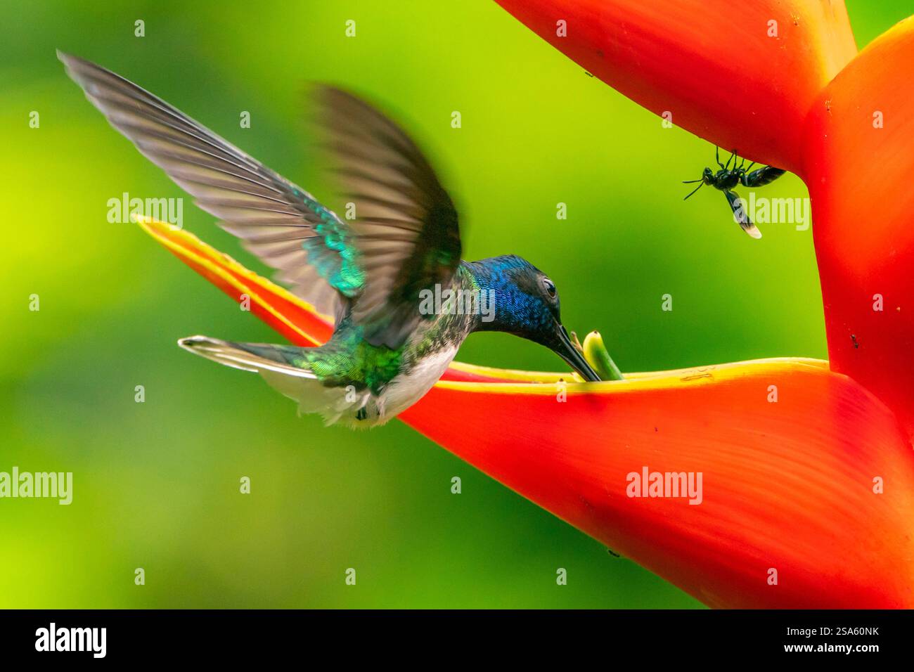 Costa Rica. Male white-necked Jacobin hummingbird feeding at heliconia ...