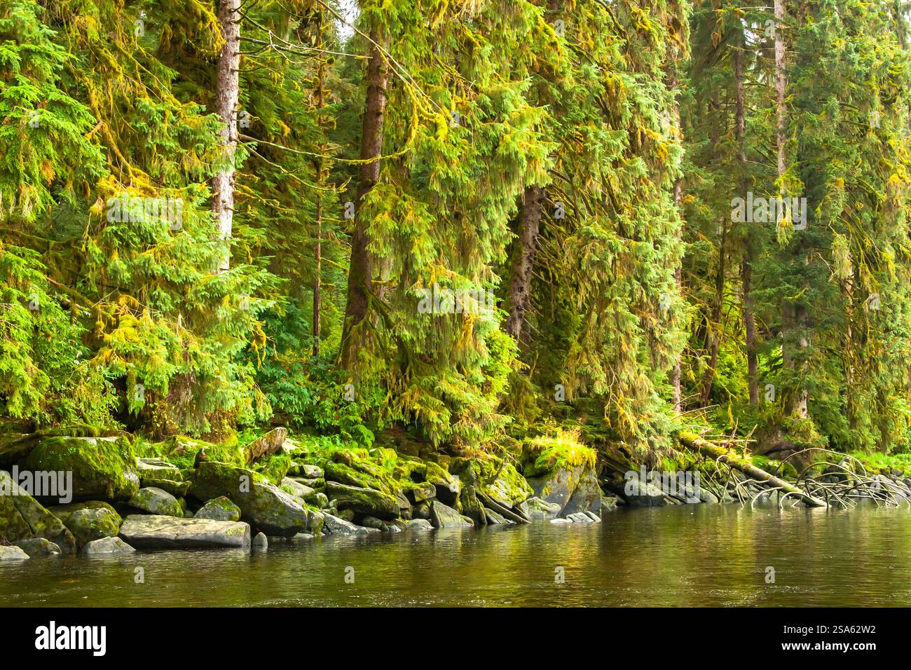 usa-alaska-tongass-national-forest-forest-reflects-in-anan-creek