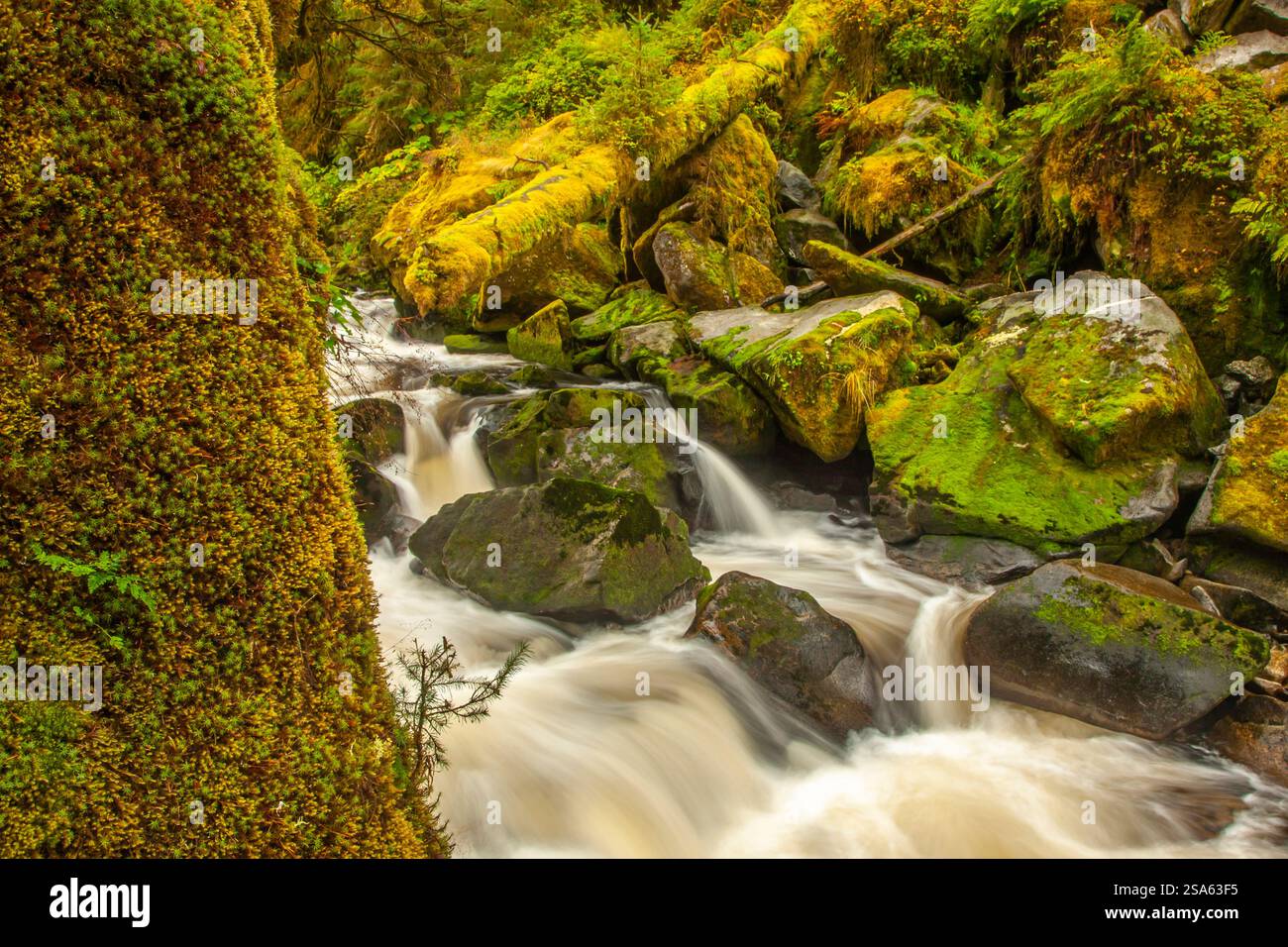 USA Alaska Tongass National Forest Landscape With Anan Creek Stock usa-alaska-tongass-national-forest-landscape-with-anan-creek-stock
