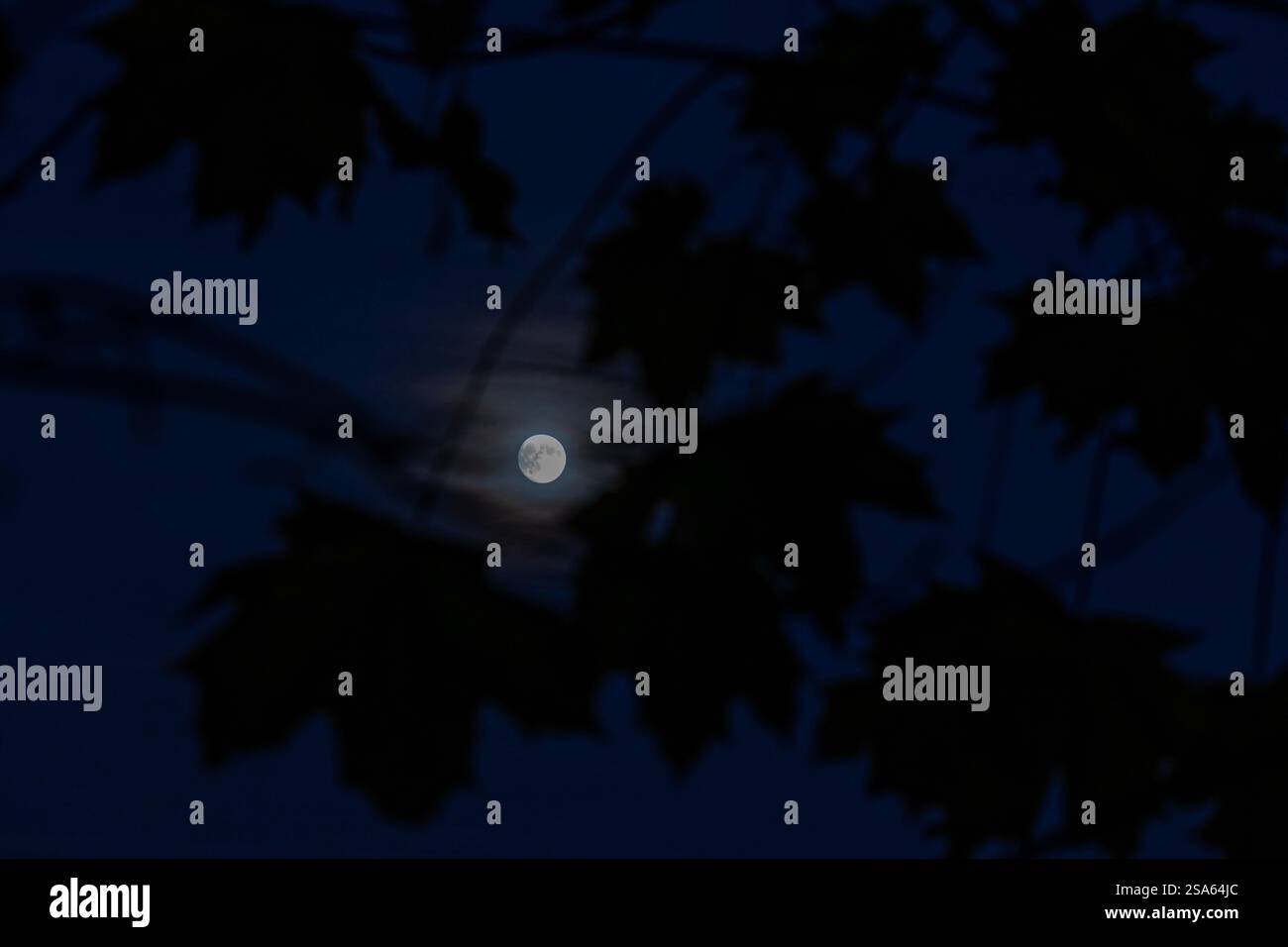 Super Moon in between leaves Stock Photo