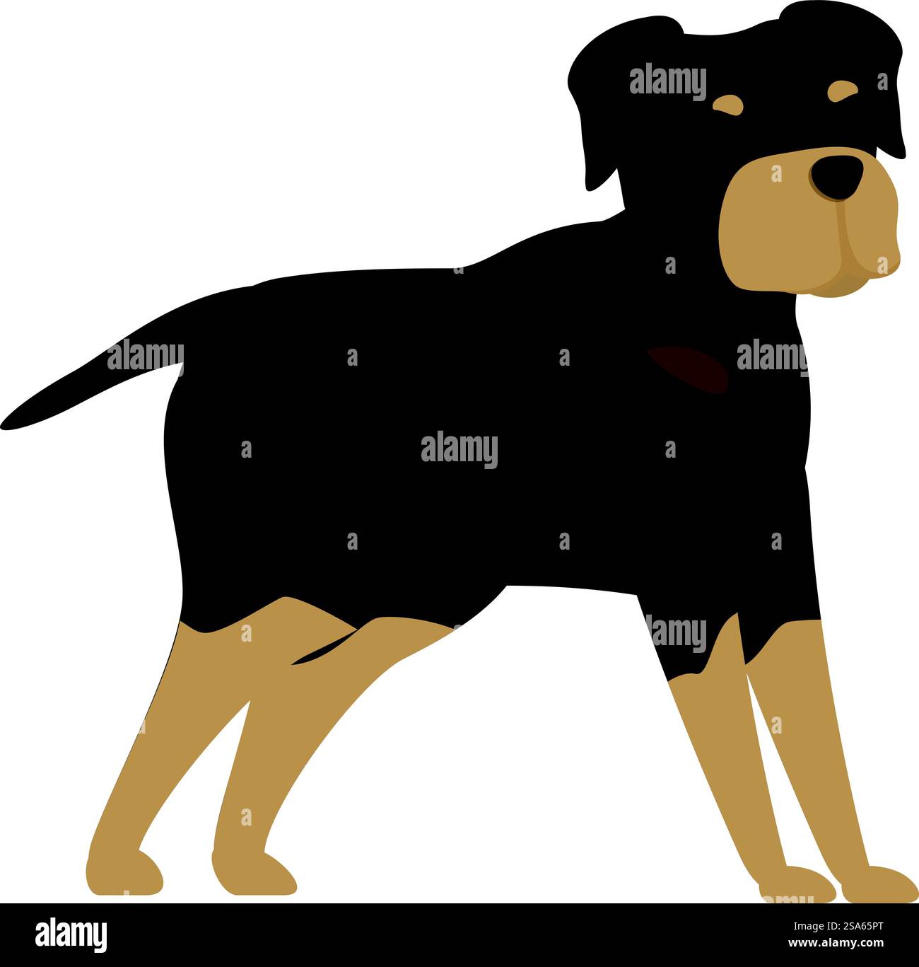 Rottweiler dog standing guard dog canine animal pet. Rottweiler dog is