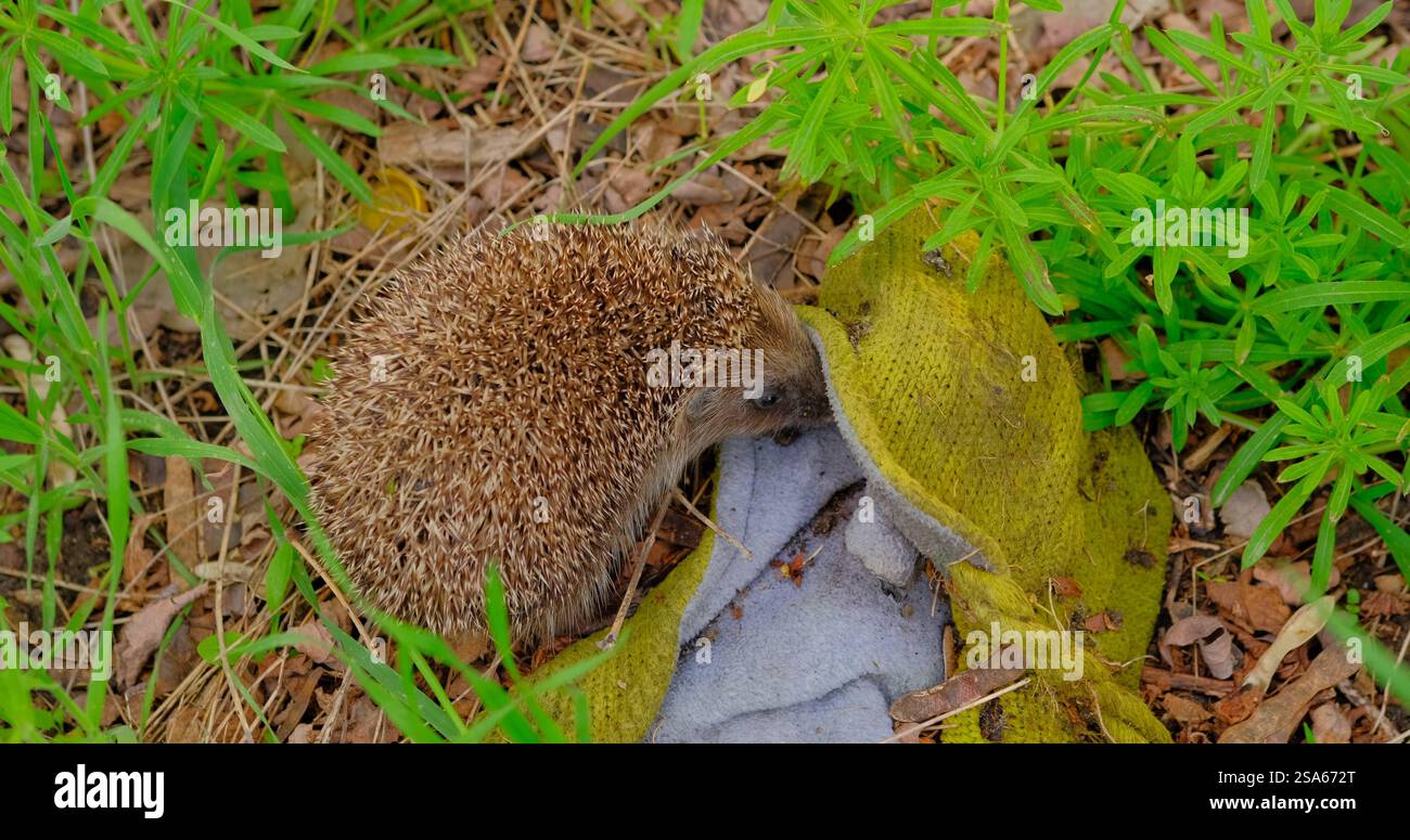 Hedgehog forages for food in polluted green grass under a discarded yellow knit hat, highlighting the impact of environmental pollution on wildlife Stock Photo