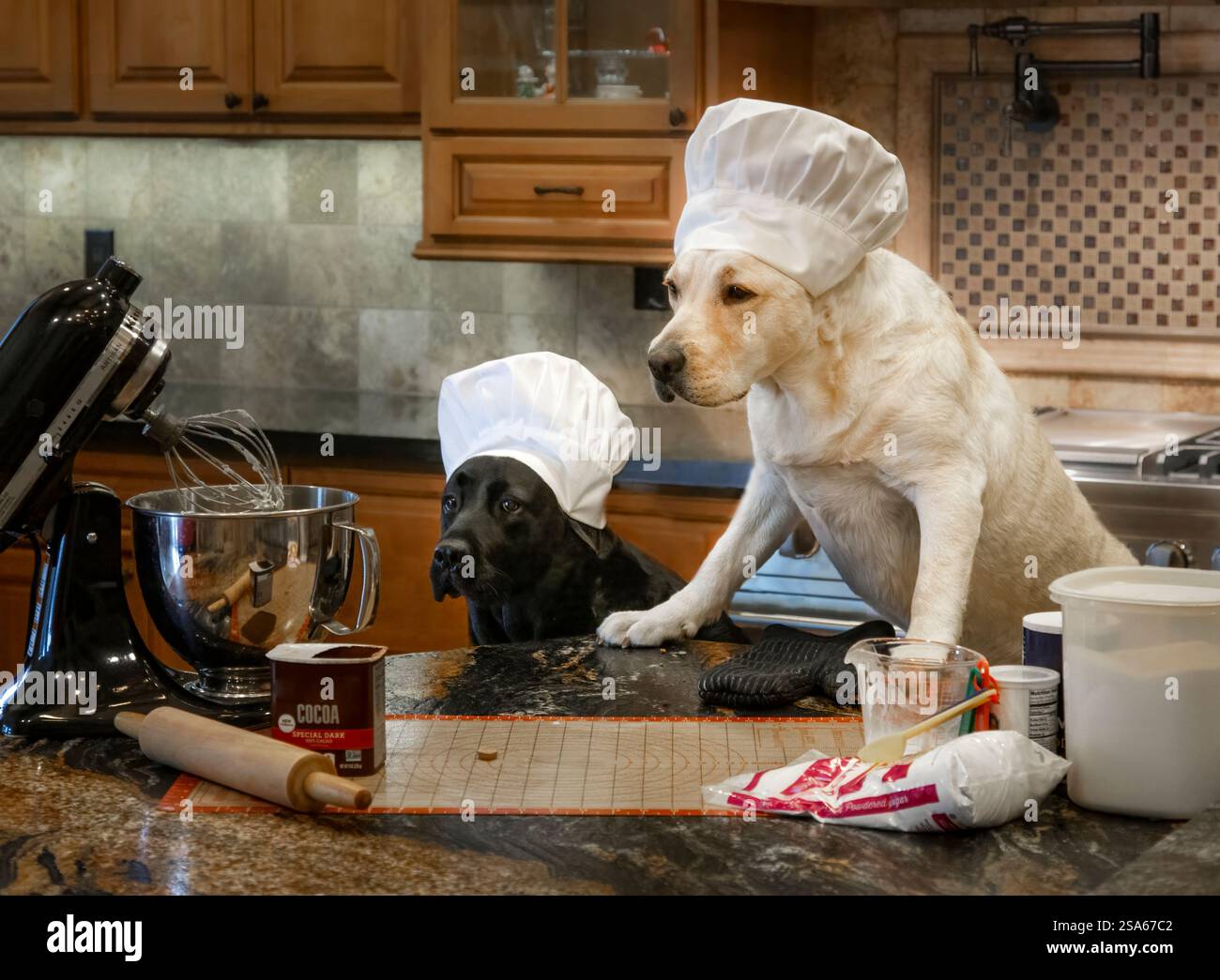 USA, Arizona, Buckeye. Labrador retrievers dressed up as chefs in kitchen. (PR) Stock Photo