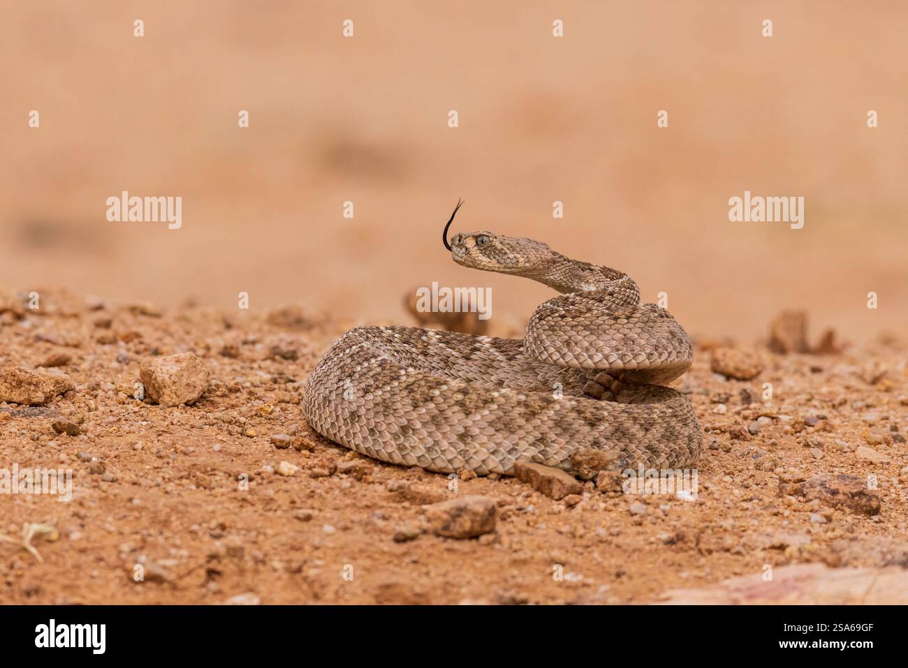 Western Diamondback Rattlesnake, Pima County, Arizona Stock Photo - Alamy