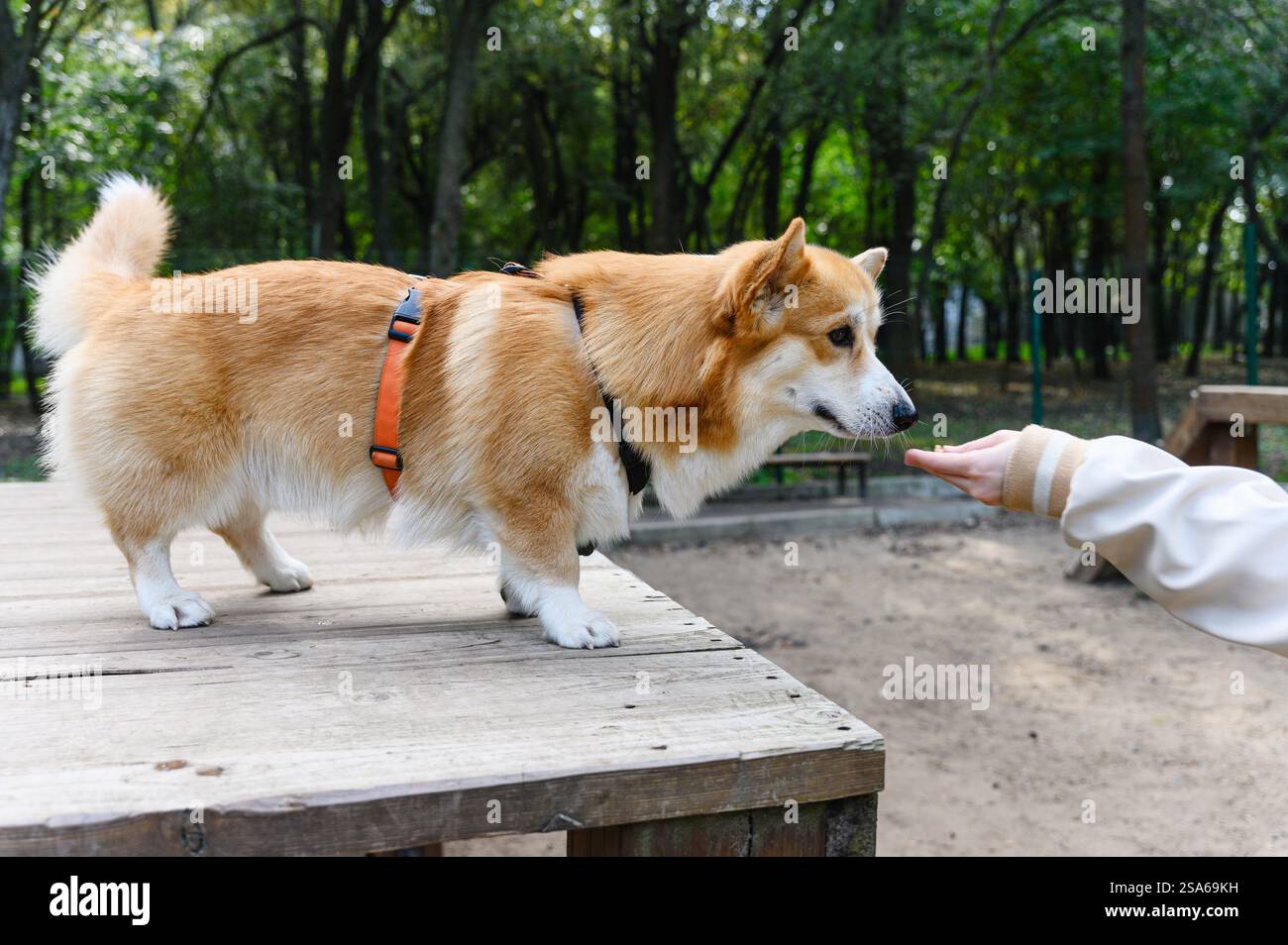 Welsh corgi dog harness hi-res stock photography and images - Alamy