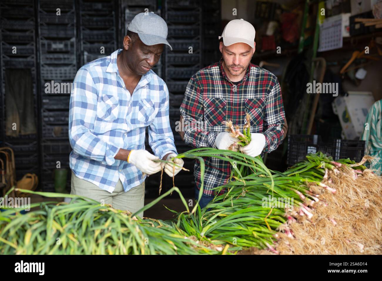 Two male workers sorting harvested green spring garlic Stock Photo - Alamy