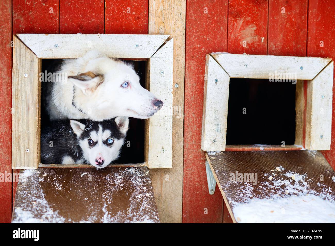 Husky dogs mother and puppy in Lapland Finland Stock Photo - Alamy
