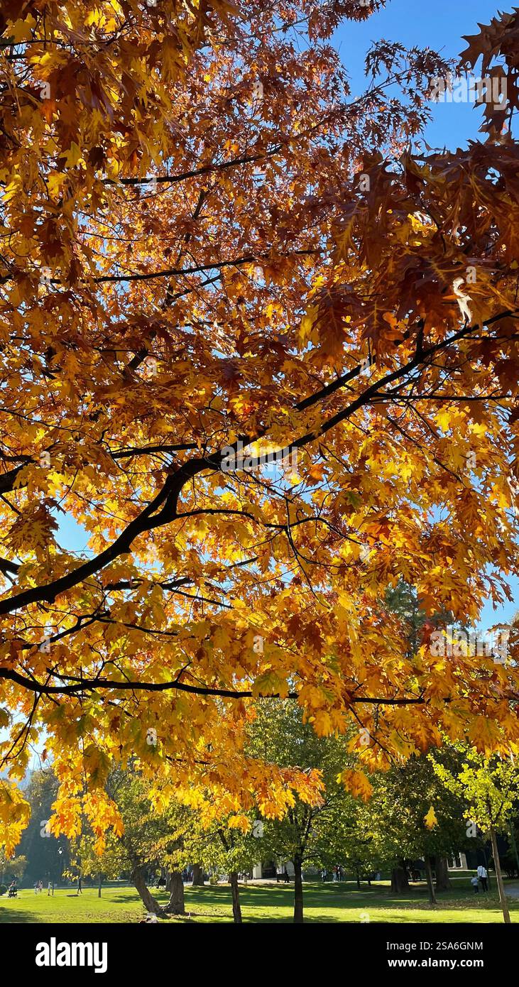 Autumn leaves Fall scenery Beautiful nature - Smartphone Captured Stock Image