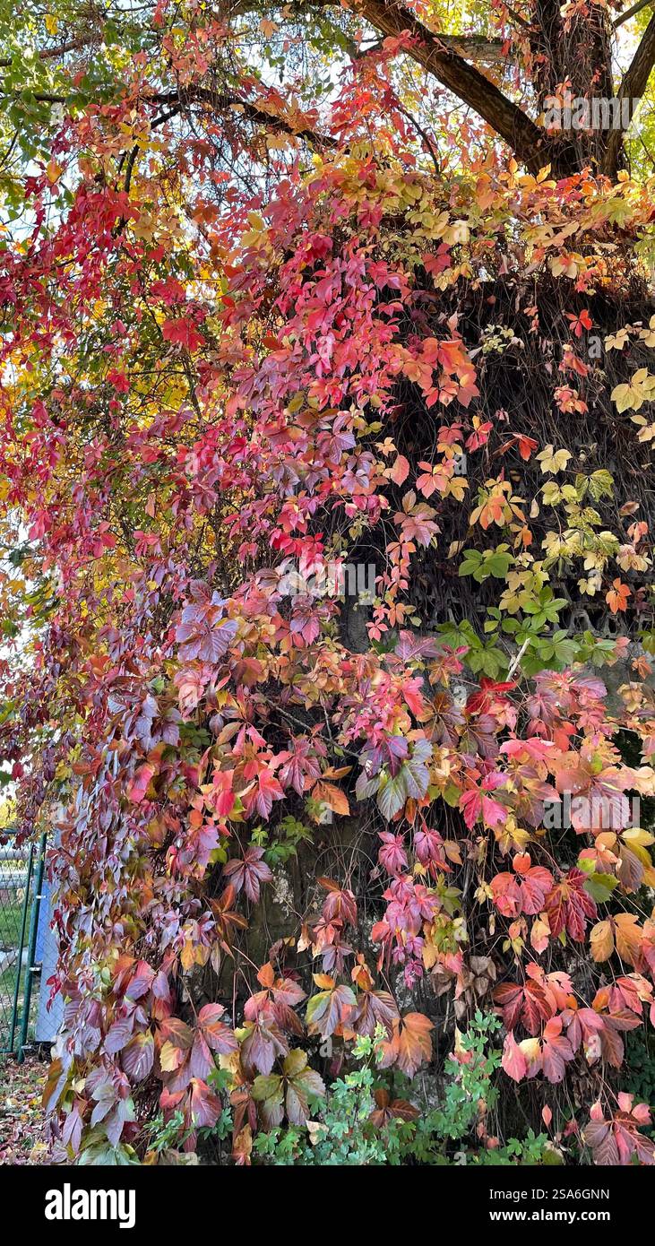 Autumn leaves Fall scenery Beautiful nature - Smartphone Captured Stock Image