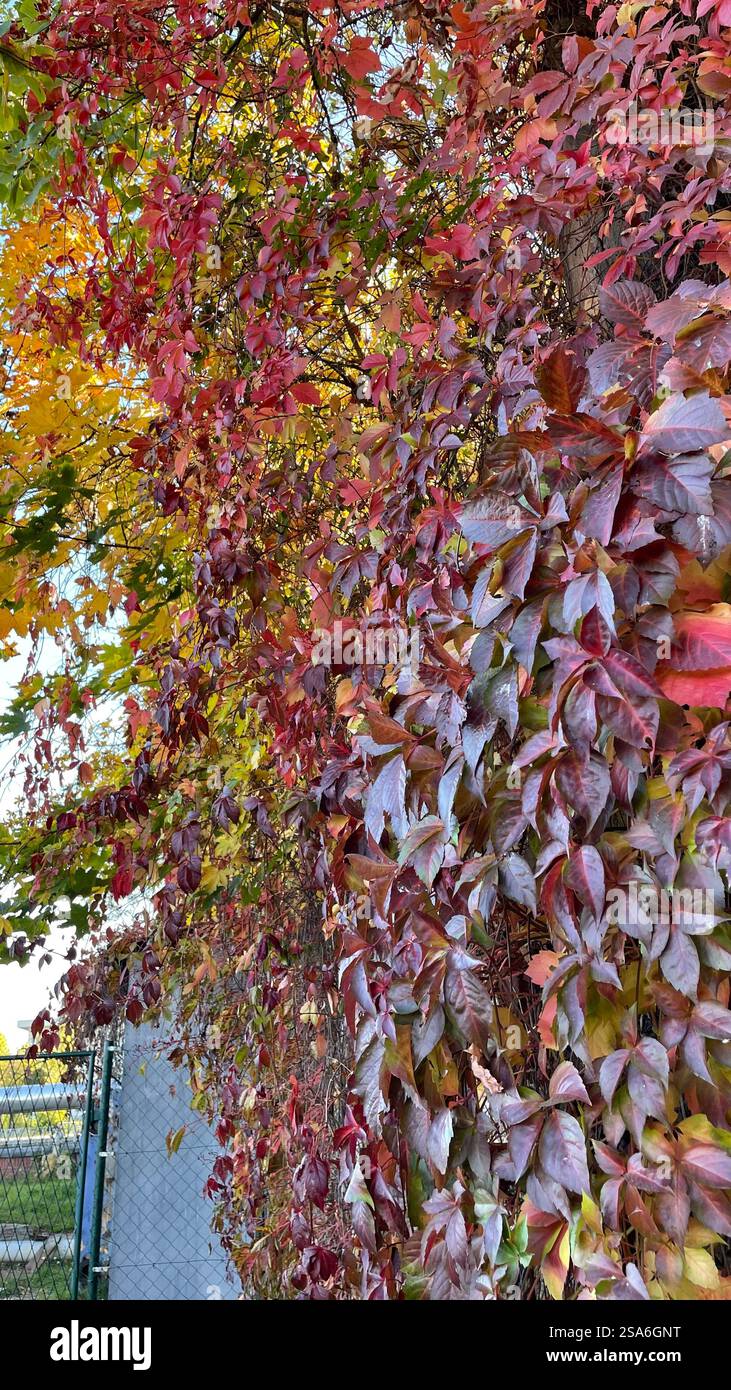 Autumn leaves Fall scenery Beautiful nature - Smartphone Captured Stock Image