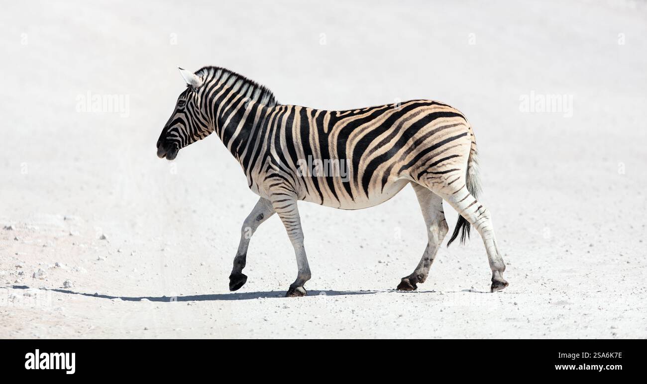 Zebra crossing road in safari park in Namibia Stock Photo - Alamy