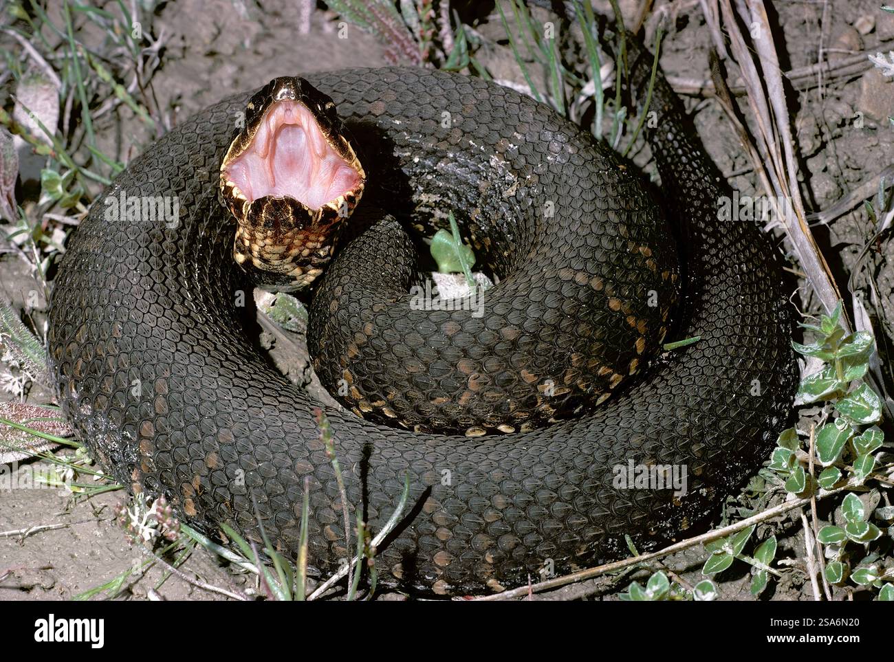 Western cottonmouth (Agkistrodon piscivorus), commonly known as the water moccasin, Aransas, Texas, USA. Stock Photo