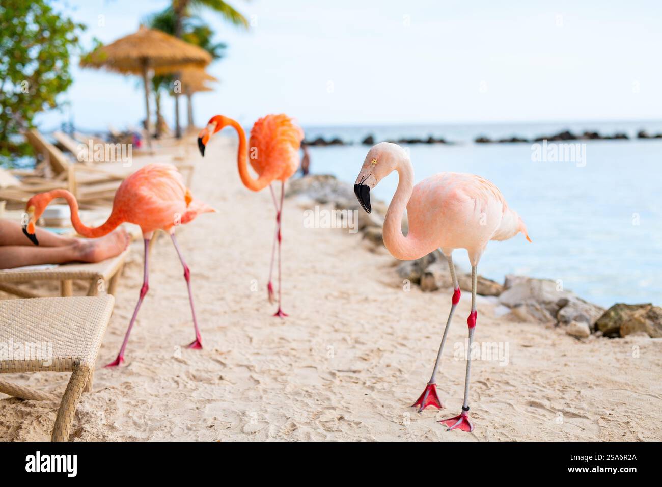 Pink flamingos at beach in Aruba Stock Photo - Alamy