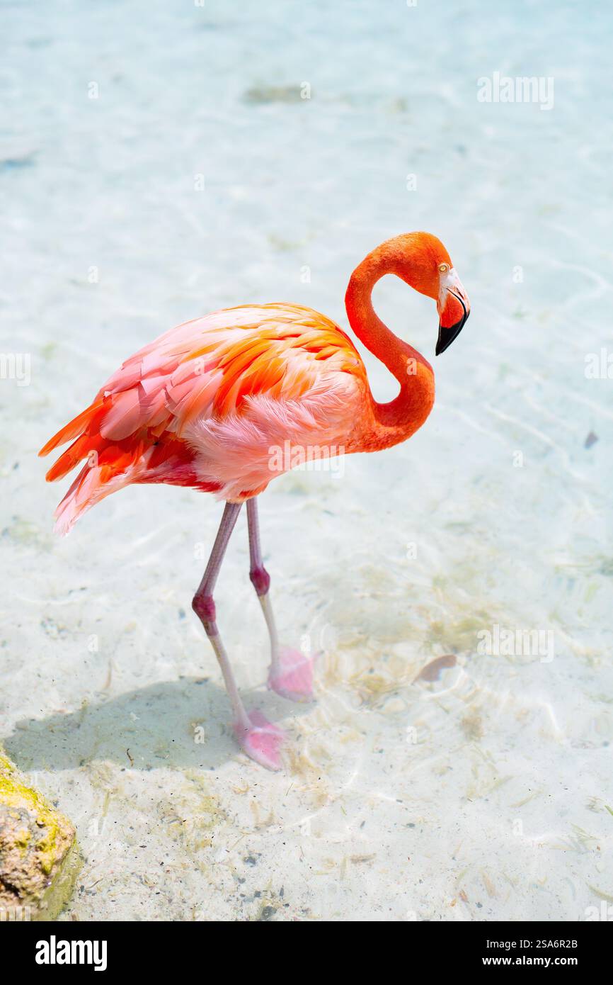 Pink flamingos at beach in Aruba Stock Photo - Alamy