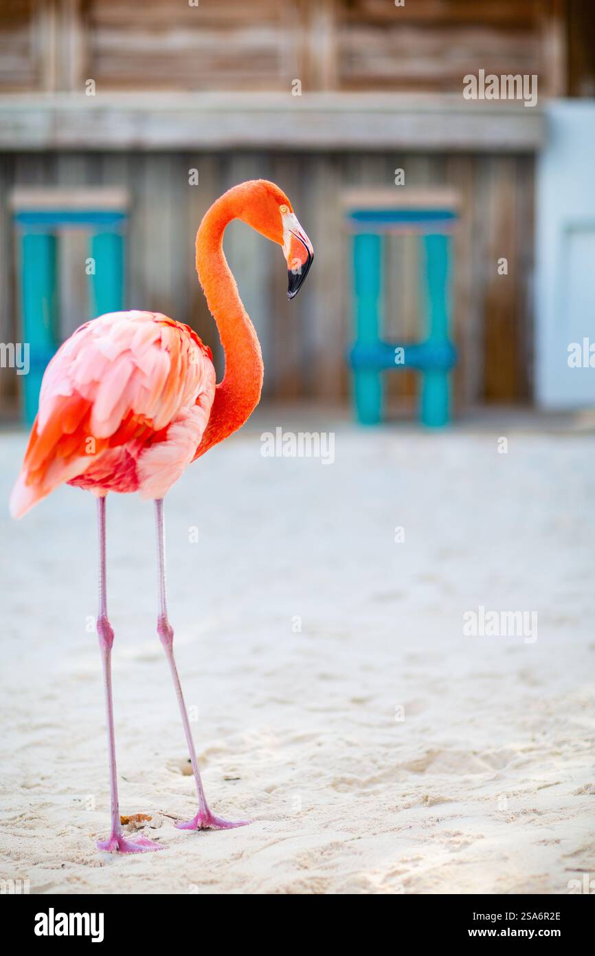 Pink flamingo at beach in Aruba Stock Photo - Alamy
