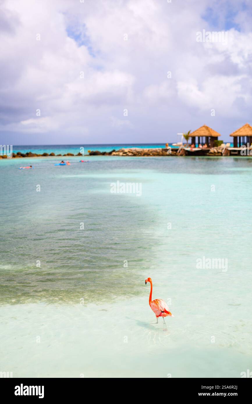 Pink flamingo at beach in Aruba Stock Photo - Alamy