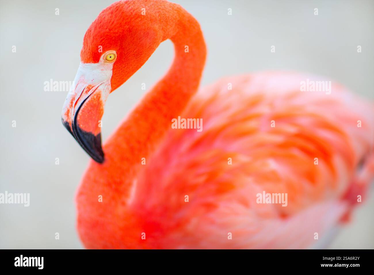 Pink flamingo at beach in Aruba Stock Photo - Alamy