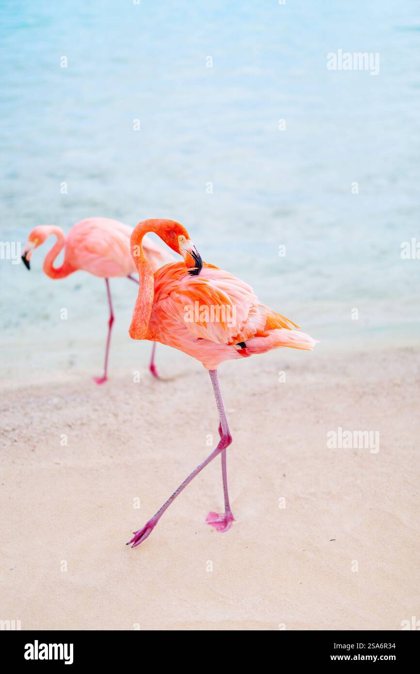 Pink flamingos at beach in Aruba Stock Photo - Alamy
