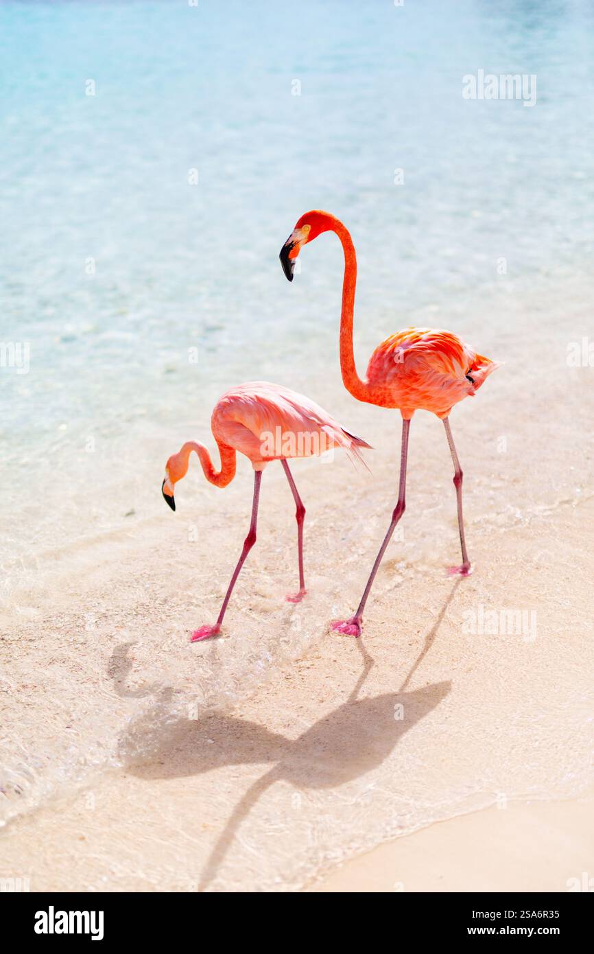 Pink flamingos at beach in Aruba Stock Photo - Alamy