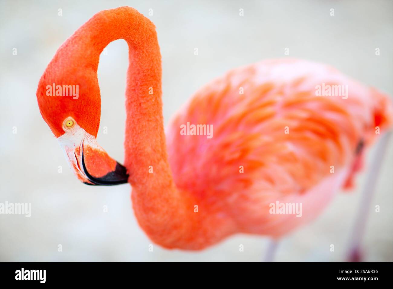 Pink flamingo at beach in Aruba Stock Photo - Alamy