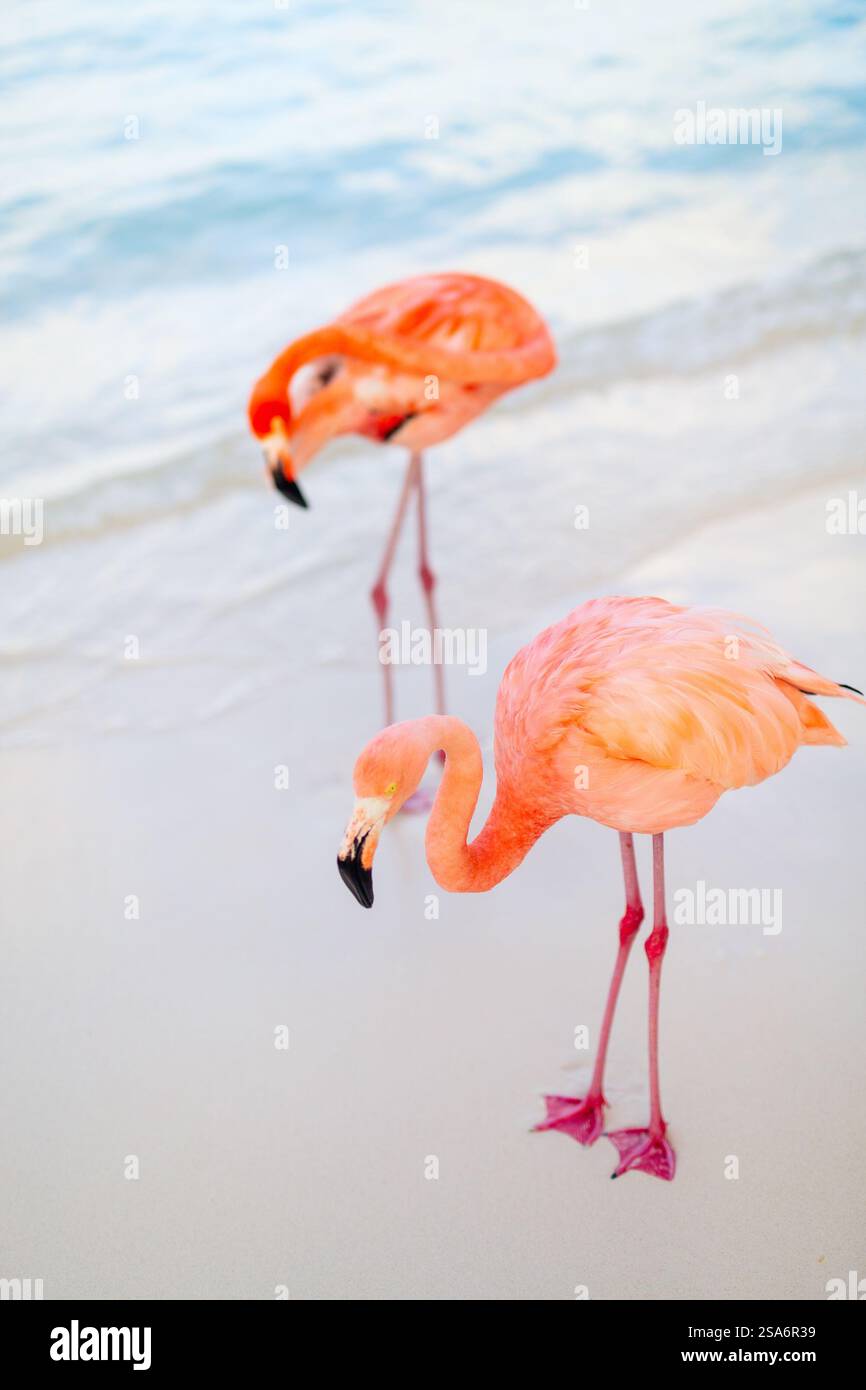 Pink flamingos at beach in Aruba Stock Photo - Alamy