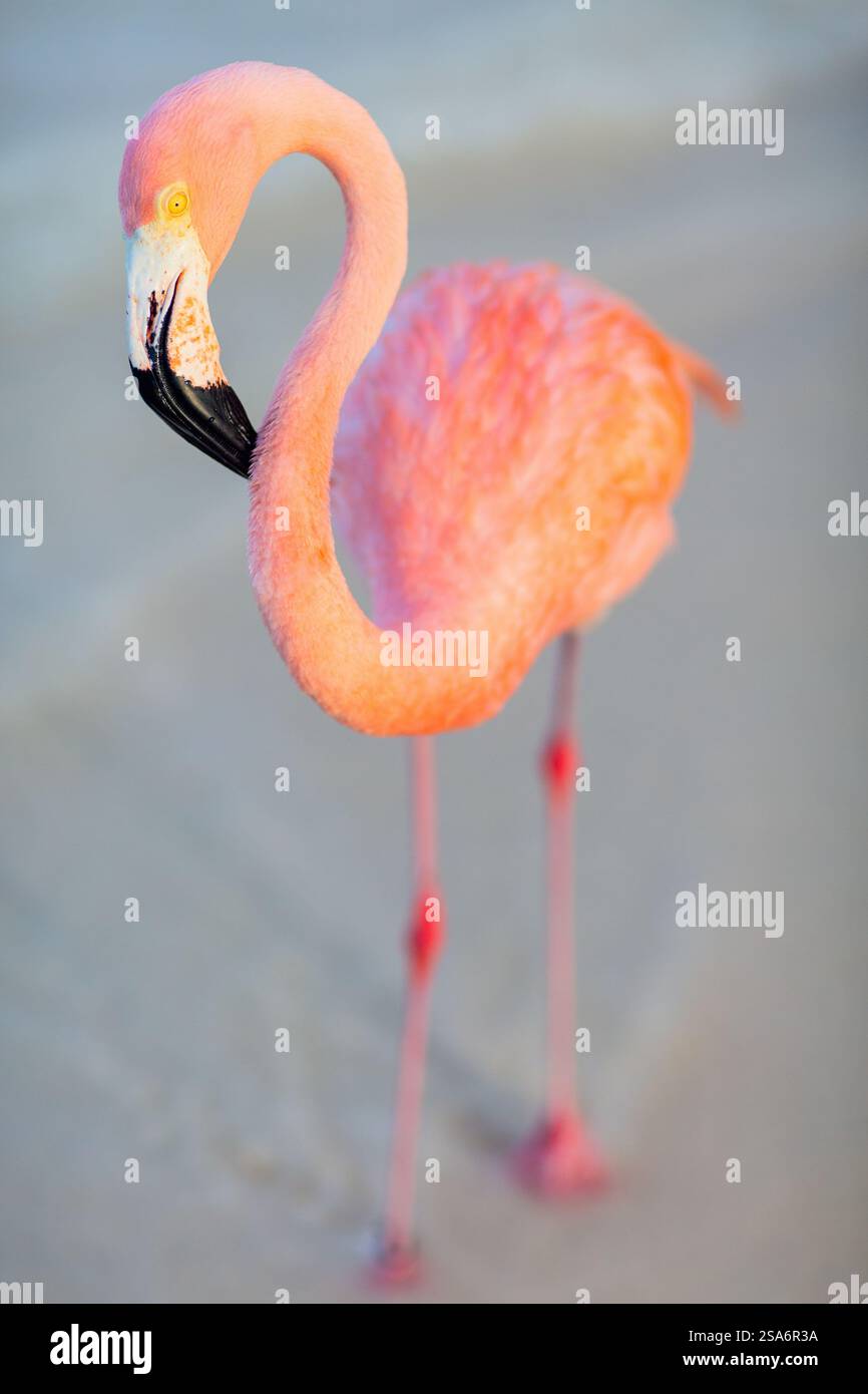Pink flamingo at beach in Aruba Stock Photo - Alamy
