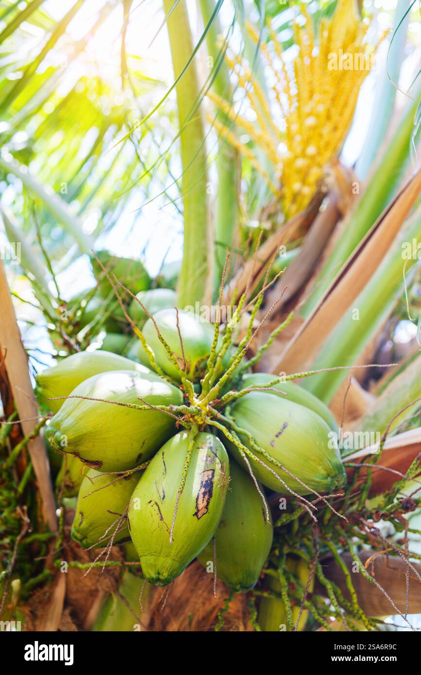 Fresh green coconuts on tree Stock Photo