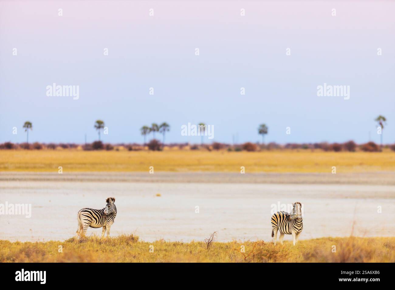 Africa sunset plains zebra hi-res stock photography and images - Alamy