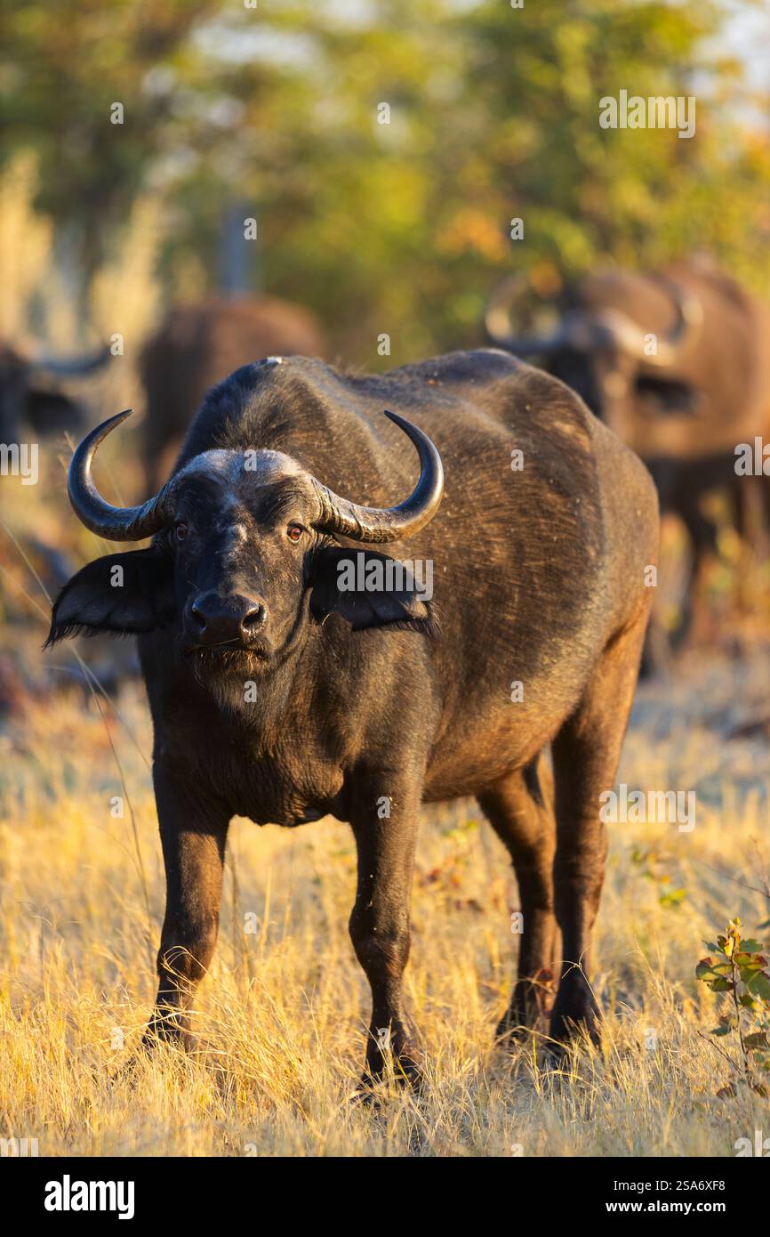 A close-up of an African buffalo standing in the golden grasslands of ...