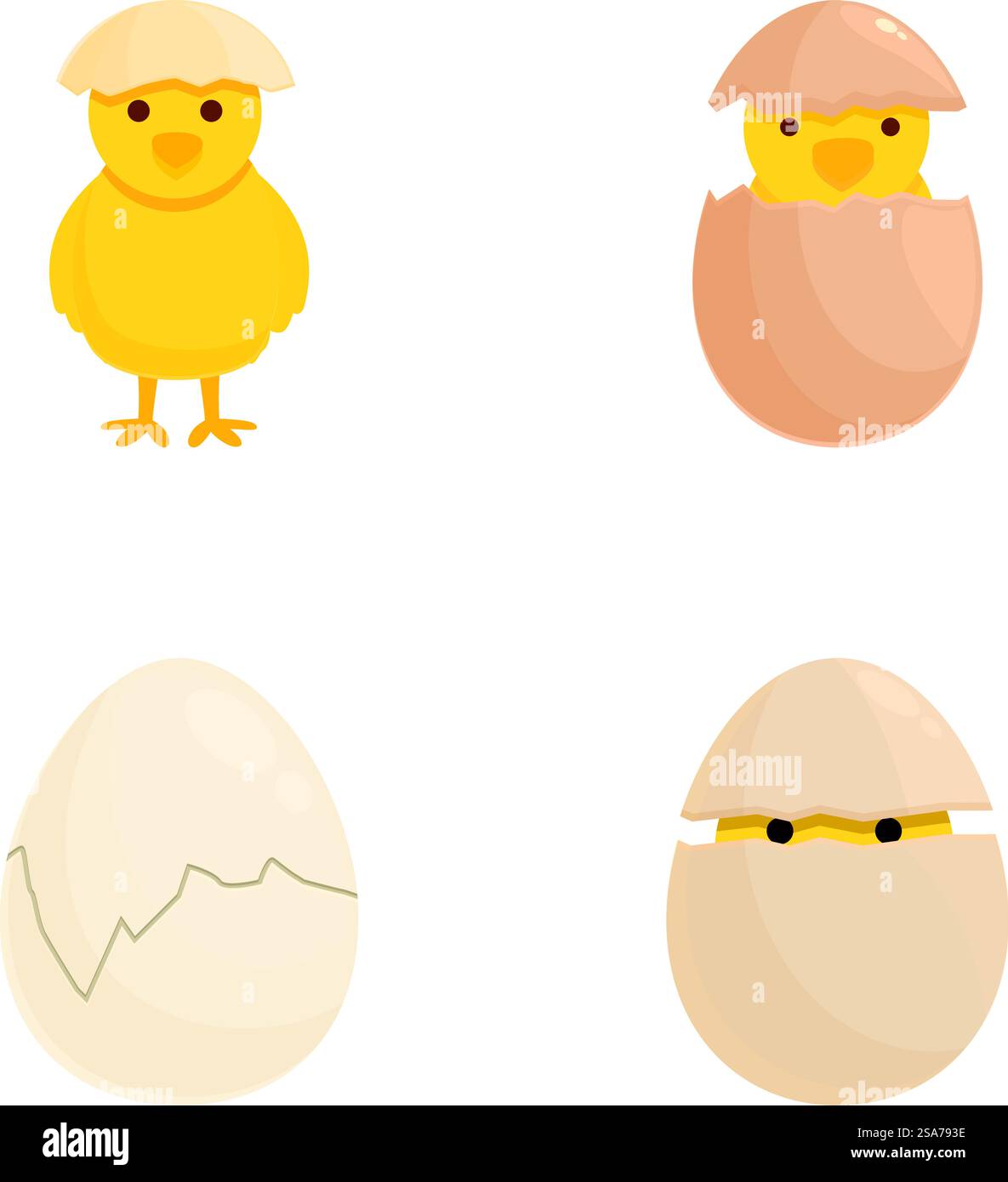 Stages Of A Chicken