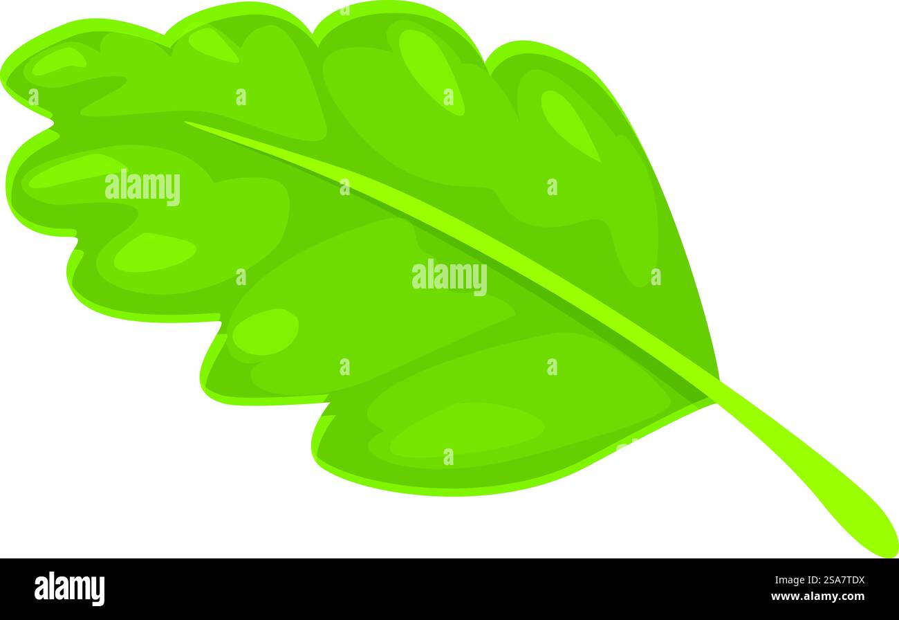 Green oak tree leaf showing nature beauty on white background Stock ...