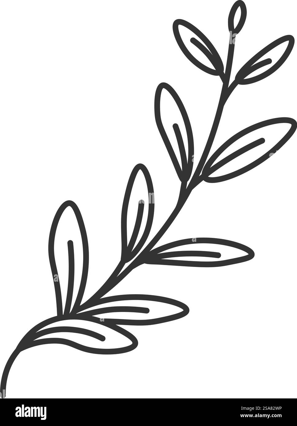 Branch of thyme, aromatic and fragrant spice for cooking and preparing food. Ingredient with leaves and twig, stem and foliage. Isolated monochrome outline icon. Vector in flat style illustration. Thyme plant leaf, branches of aromatic herb spice Stock Vector