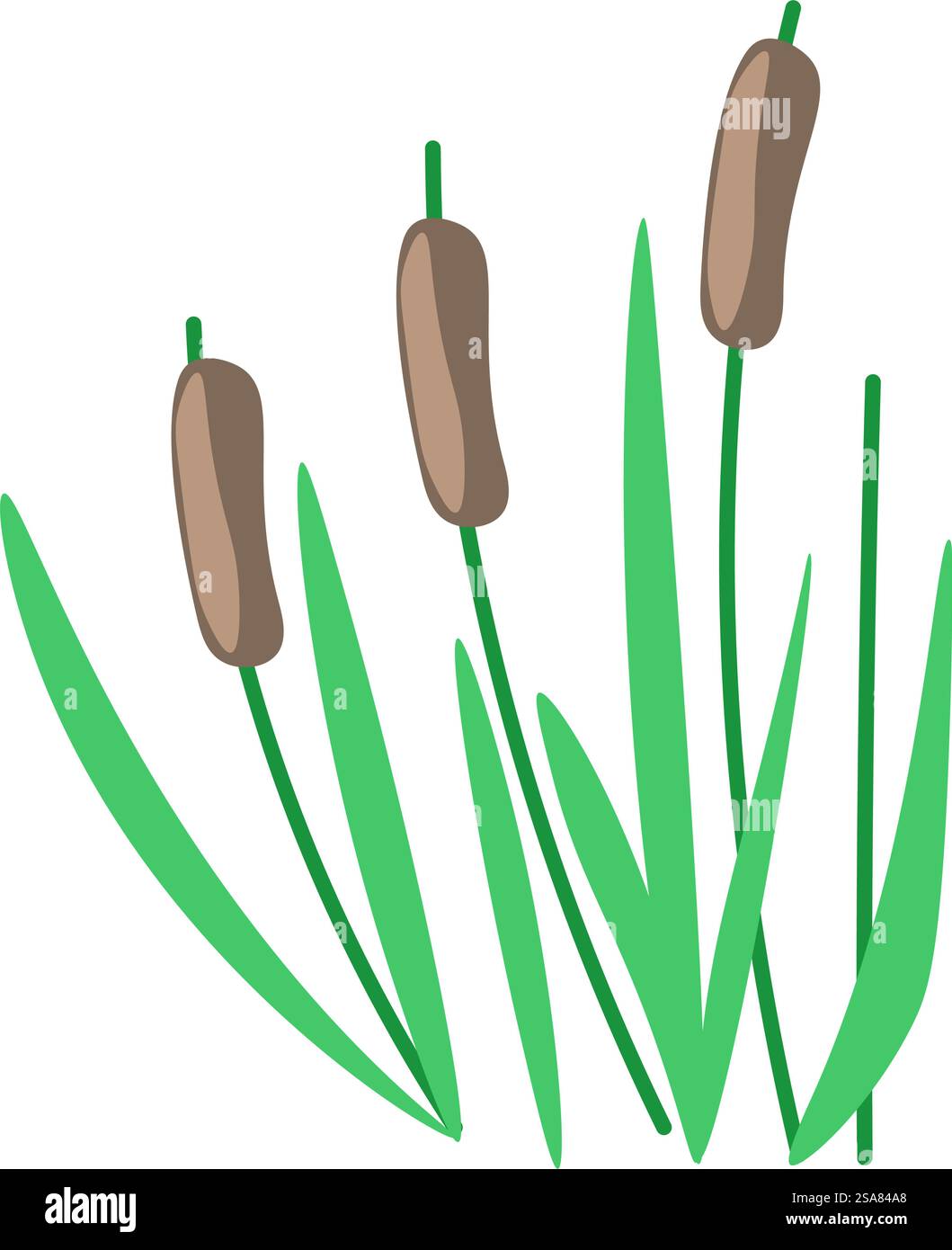 Tall grass of wetland environments. Reeds with leaves on stems. Food ...